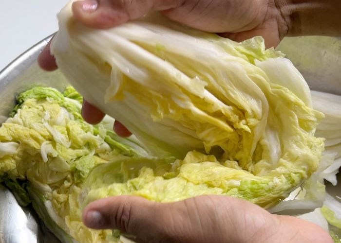 napa cabbage bending 